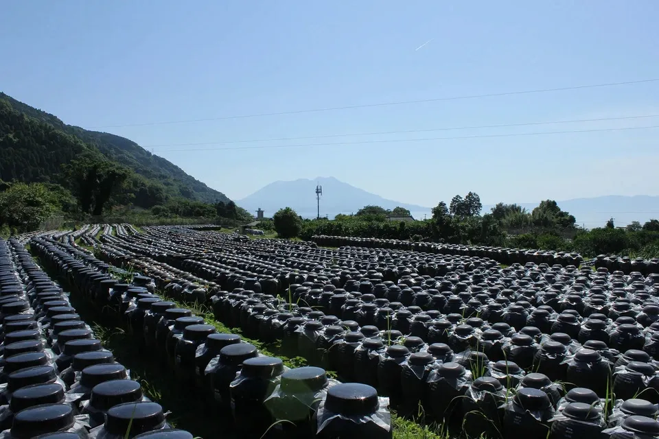 中古　ちょびっツ　黒アタシ　もう一人のアタシ 楽天市場】ちょびっツ 限定版の通販
