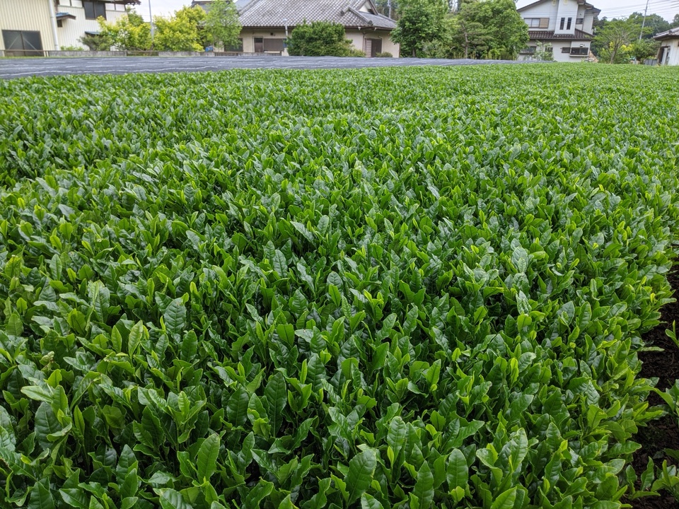 豊かな香りの深蒸し茶＜里山＞無農薬・無化学肥料栽培茶