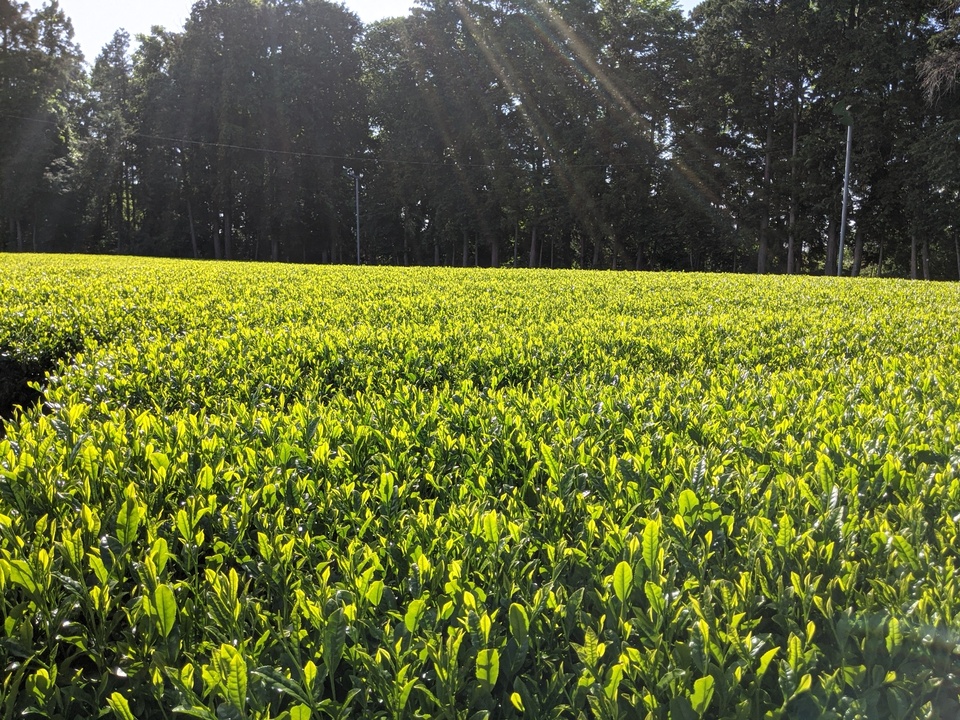 深い味わいの中に苦み広がる深蒸し茶<潤>無農薬・無化学肥料栽培茶