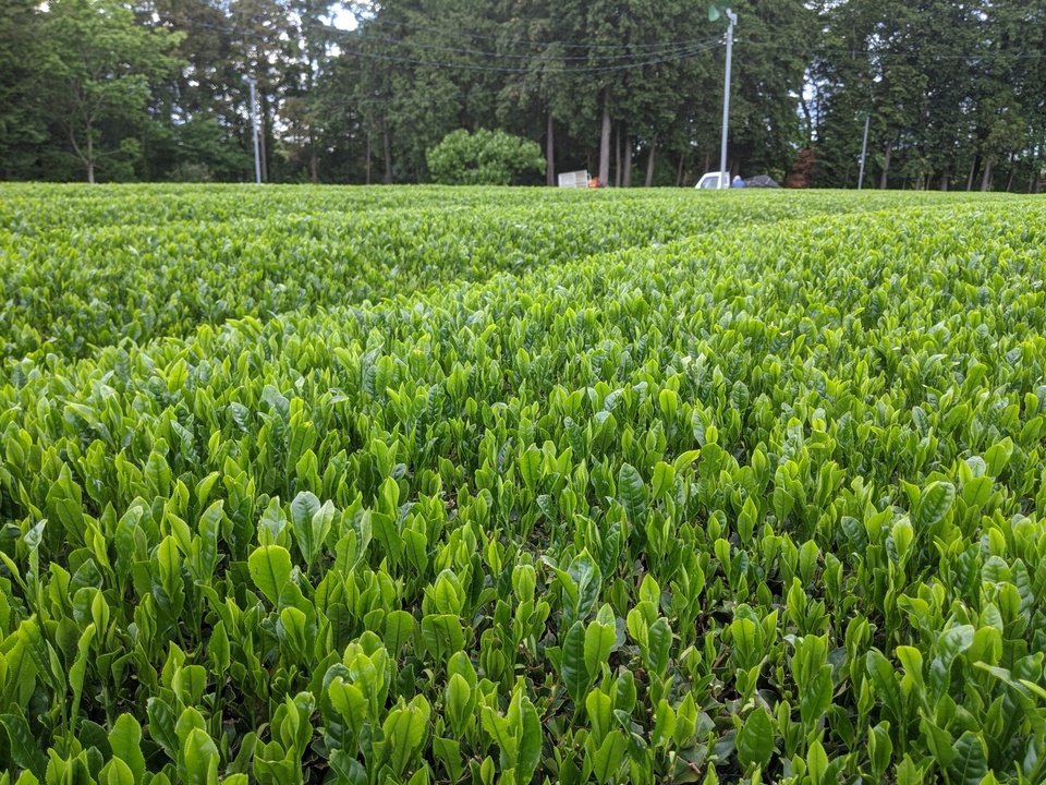 深蒸し茶＜飲み比べセット＞無農薬・無化学肥料栽培茶