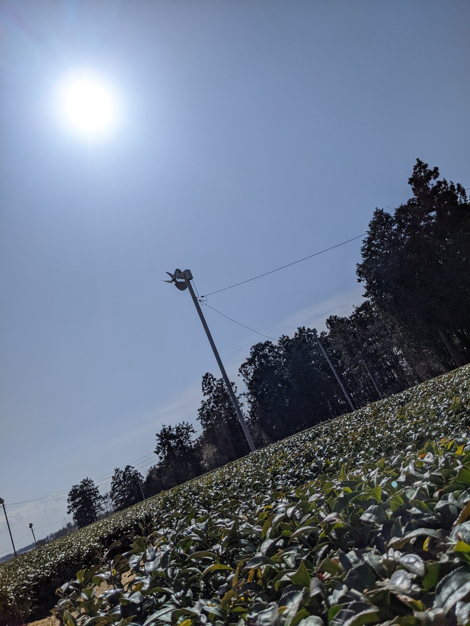 深蒸し茶＜飲み比べセット＞無農薬・無化学肥料栽培茶