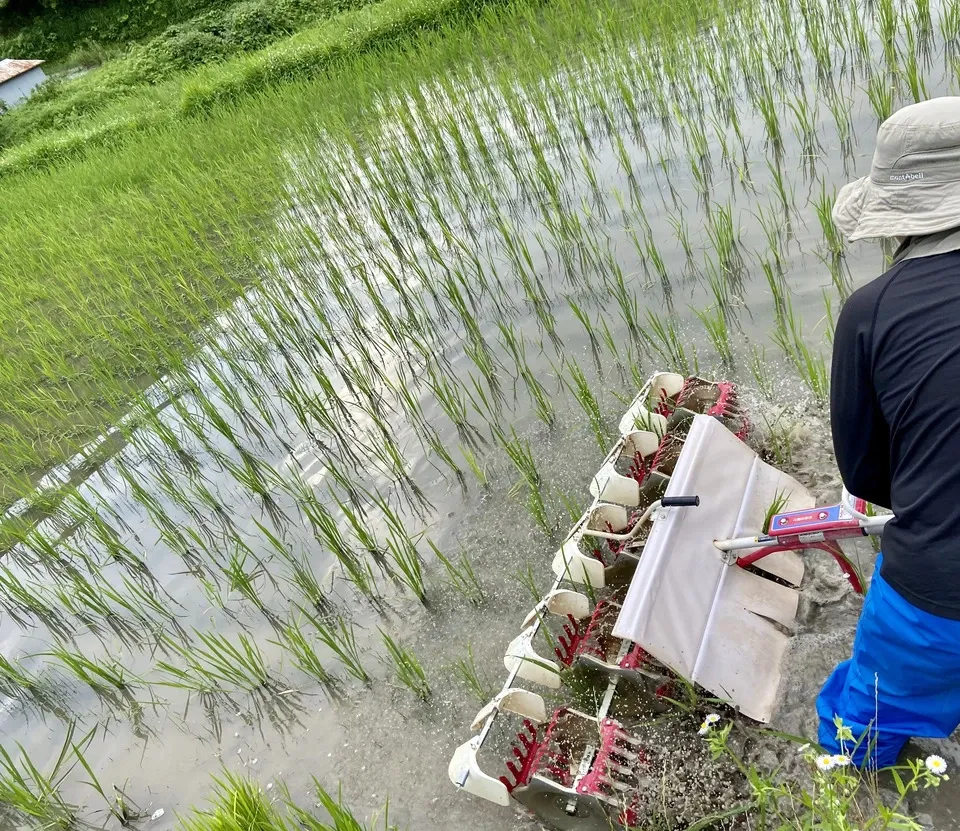 令和7年度産 / コシヒカリ・玄米 農薬・除草剤・化学肥料不使用