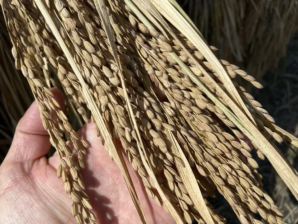 【天日干し・令和7年度産】黒米（朝紫）　農薬・除草剤・化学肥料不使用
