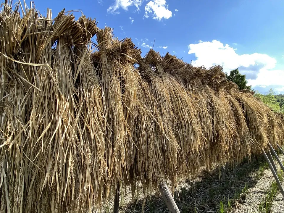 天日干し・令和6年度産】黒米（朝紫） 農薬・除草剤・化学肥料不