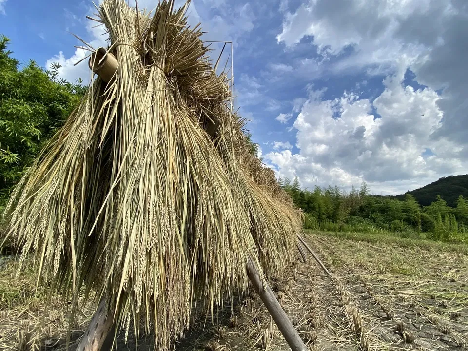 【天日干し・令和7年度産】黒米（朝紫）　農薬・除草剤・化学肥料不使用