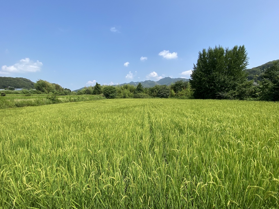 【事情あり】【白米】令和7年度産 / 店頭販売されない希少品種・農林22号・農薬・除草剤・化学肥料不使用