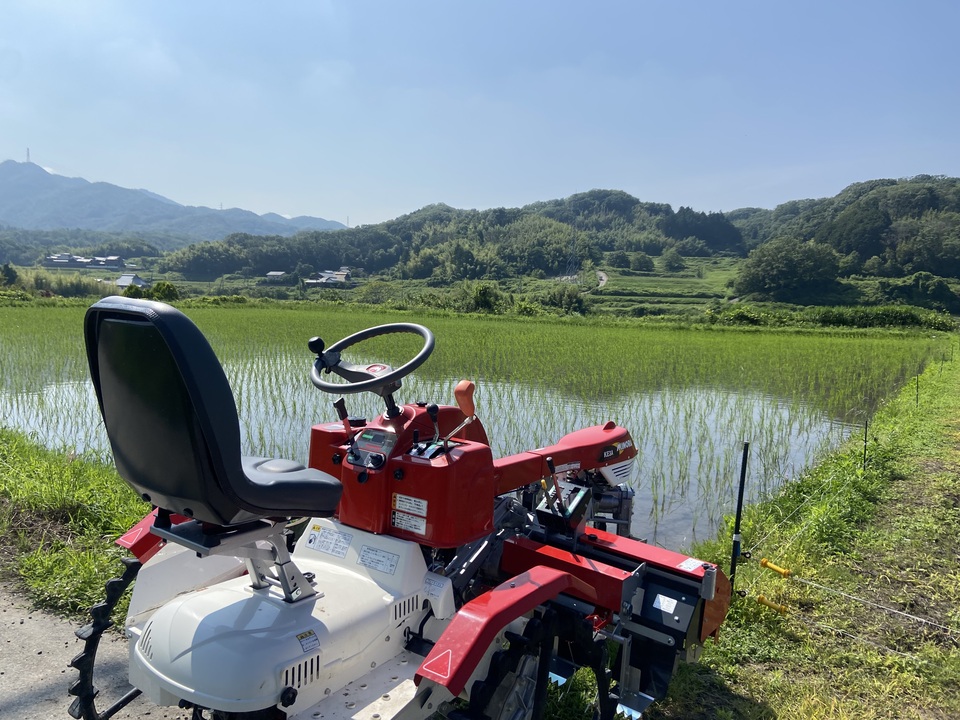 【新米予約受付中】令和8年度産 <白米>農林22号|店頭販売されない希少品種|農薬・除草剤・化学肥料不使用