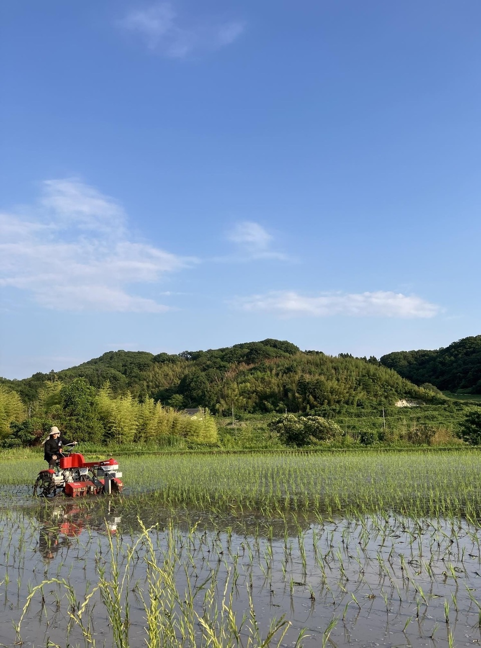 【事情あり】【玄米】令和7年度産 / 店頭販売されない希少品種・農林22号・農薬・除草剤・化学肥料不使用