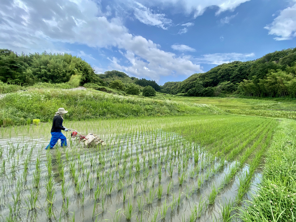 【事情あり】【玄米】令和7年度産 / 店頭販売されない希少品種・農林22号・農薬・除草剤・化学肥料不使用