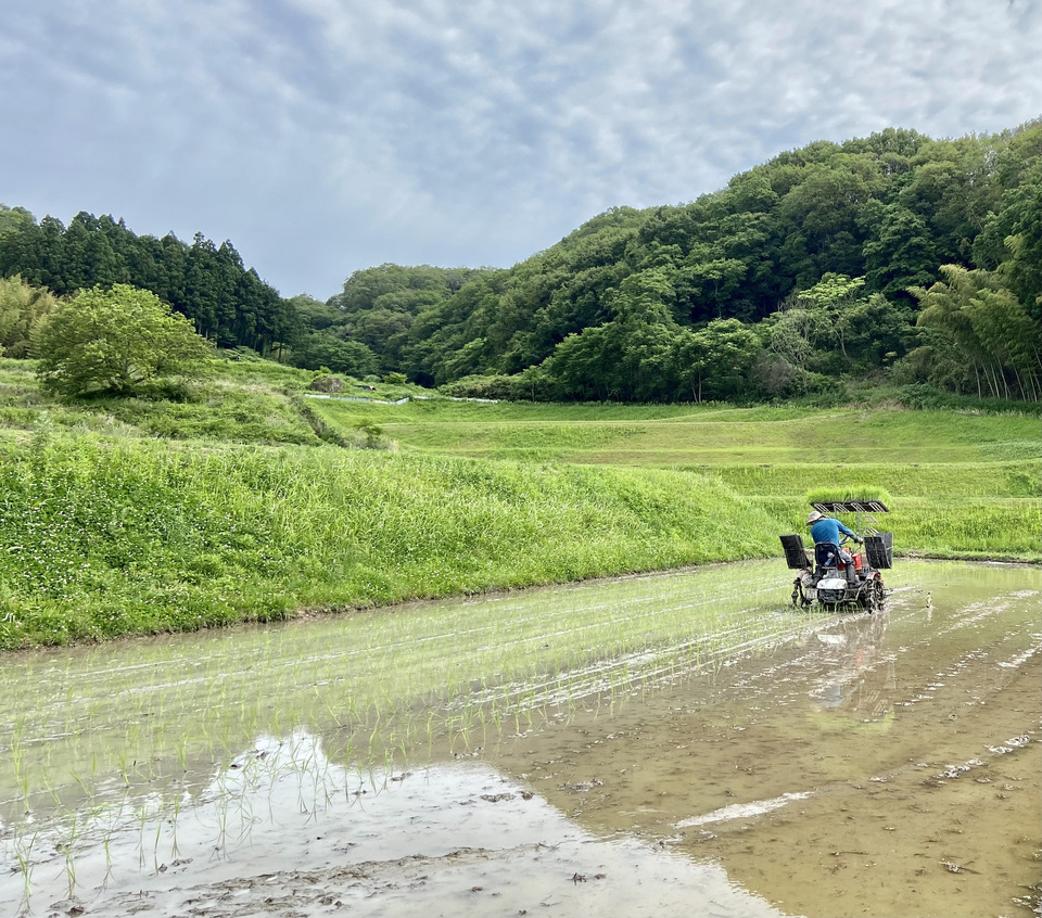 【事情あり】【玄米】令和7年度産 / 店頭販売されない希少品種・農林22号・農薬・除草剤・化学肥料不使用