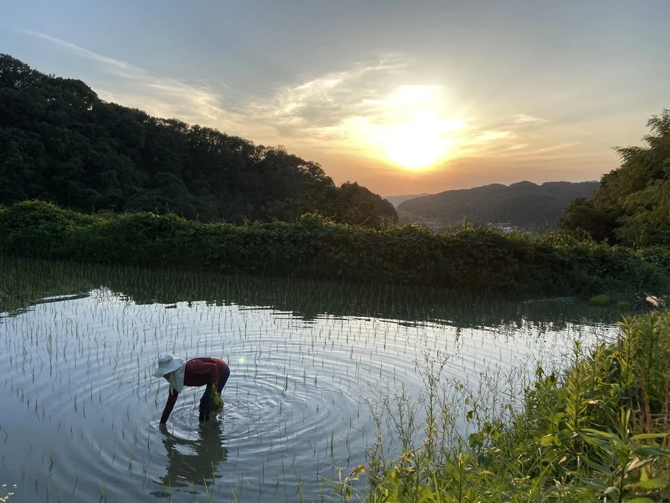 【新米予約受付中】令和8年度産 <白米>コシヒカリ|農薬・除草剤・化学肥料不使用