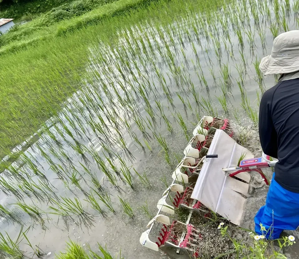 【新米予約受付中】令和8年度産 <白米>コシヒカリ|農薬・除草剤・化学肥料不使用