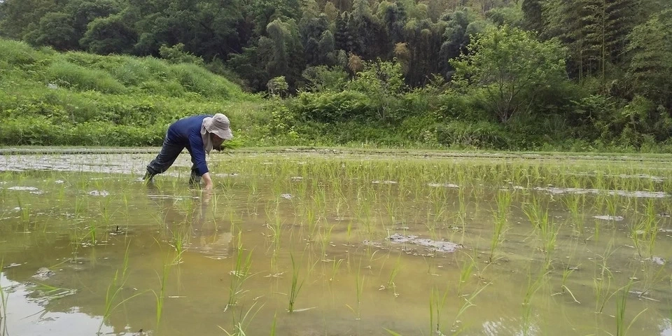 【新米予約受付中】令和8年度産 <白米>コシヒカリ|農薬・除草剤・化学肥料不使用