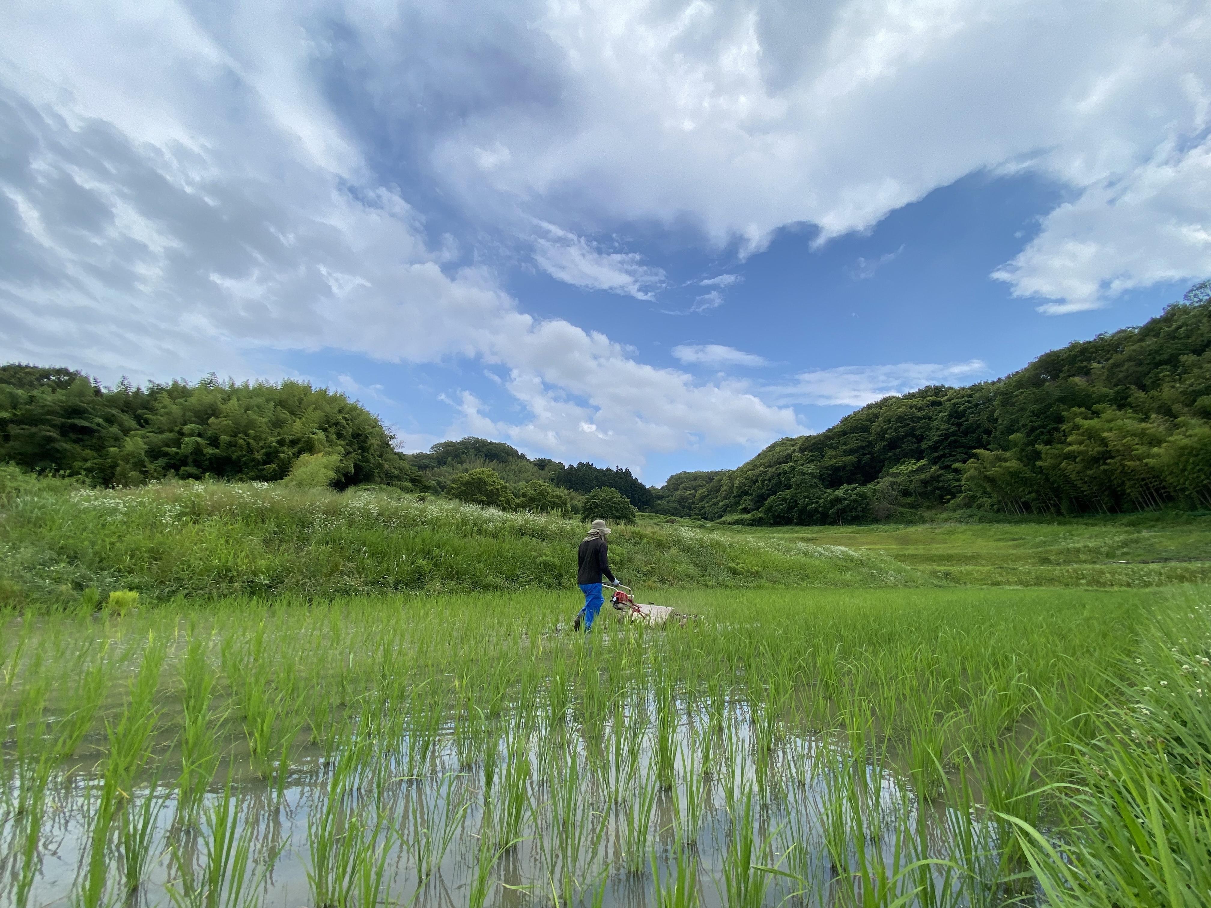 除草剤を使わない米作りにおいてとっても大切な除草作業 - たべると
