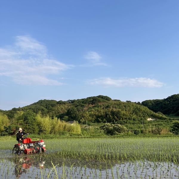 手押し田車　米作り　無農薬 無農薬栽培におすすめ！ 田んぼの草取りが楽しくなる「中野式除草機