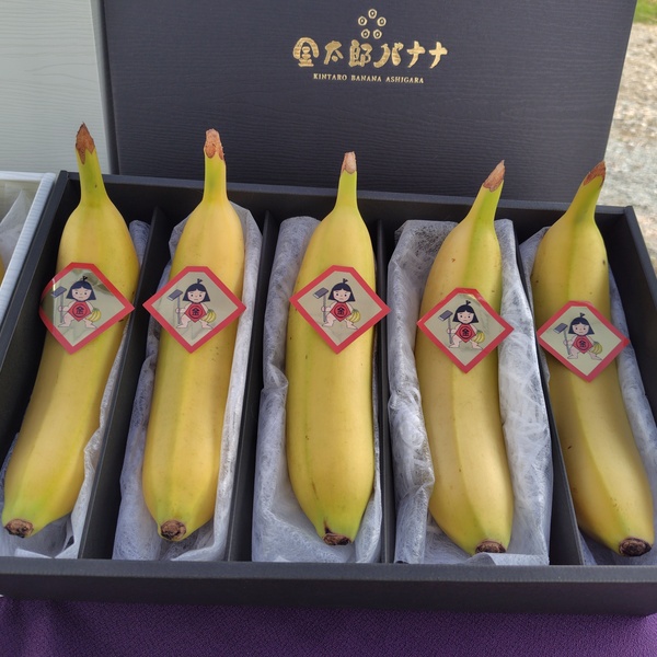 プレミアム5本