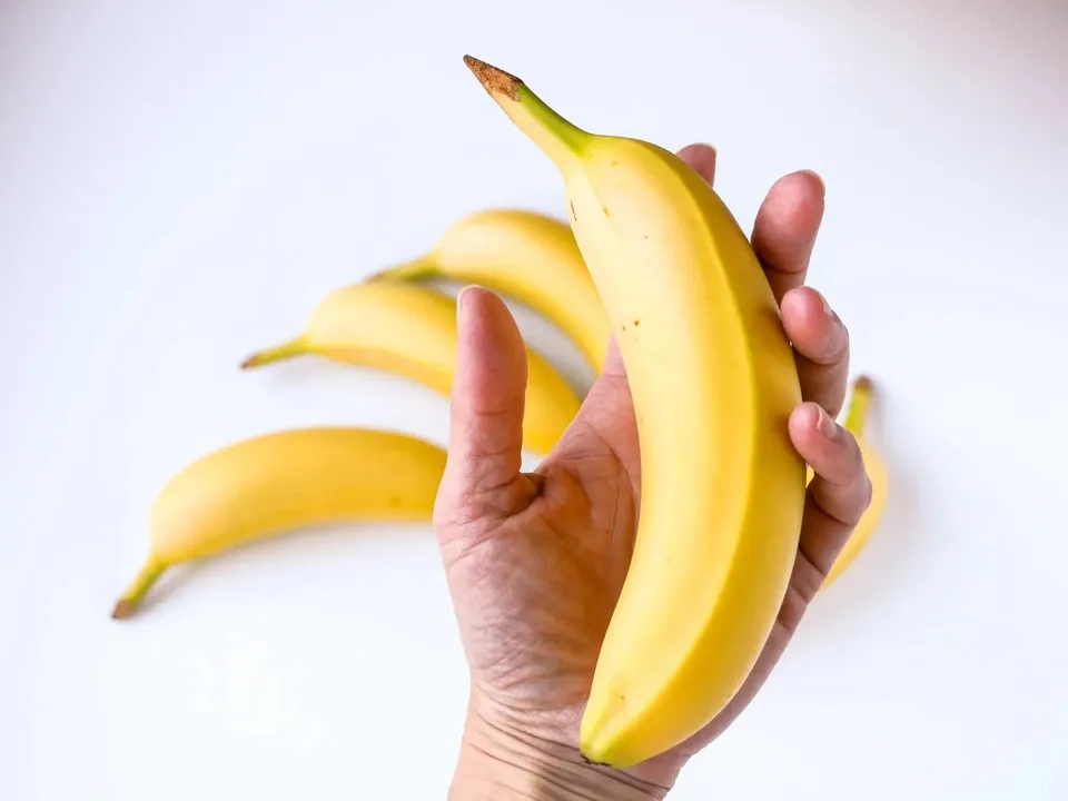 圧倒的糖度＝250㎝,銀バナナ★有吉マツコTV紹介・バナナ＝低木化苗２ｍ台で開花 圧倒的糖度＝250㎝,銀バナナ☆有吉マツコTV紹介・バナナ＝低木化苗