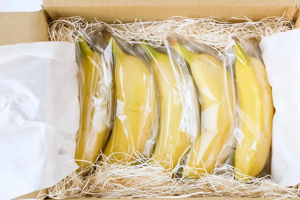 ① 皮ごと食べれる！グロスミッシェル　バナナ　苗 グロスミッシェル バナナ苗 - ちたフルーツビレッジ｜萬秀フルーツ