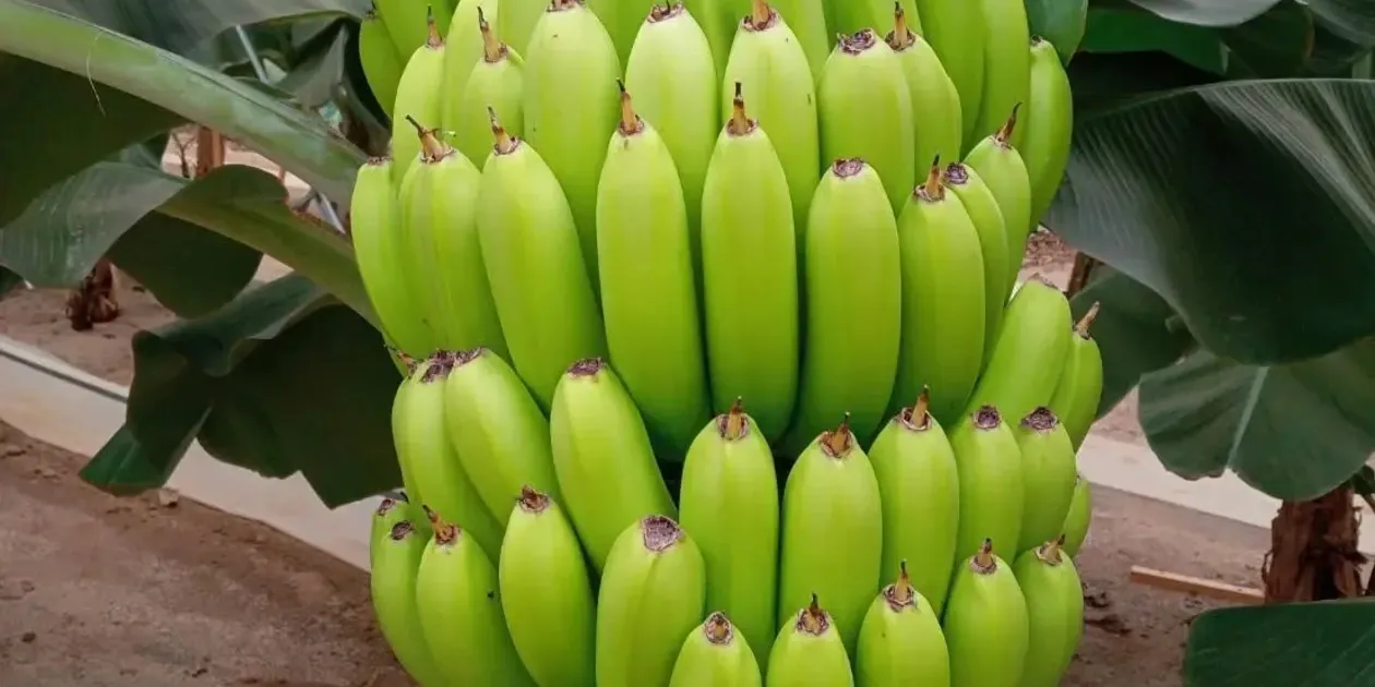 農薬不使用で皮まで食べられる金太郎バナナ＜青バナナ＞神奈川県産