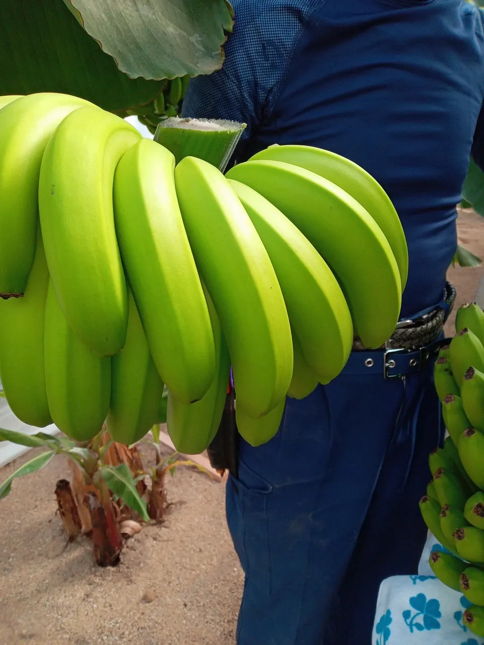 農薬不使用で皮まで食べられる金太郎バナナ＜青バナナ＞神奈川県産