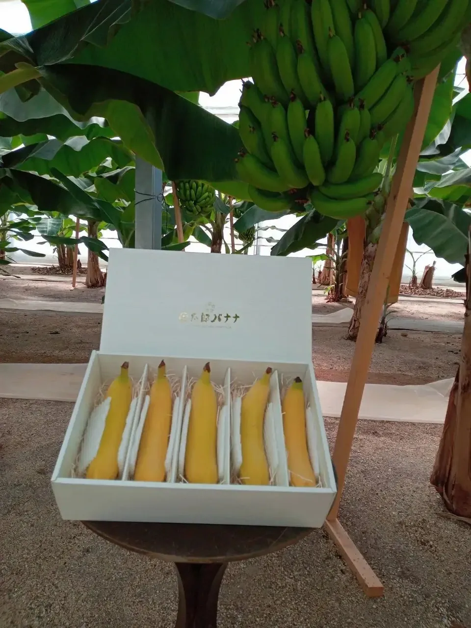 ギフト】農薬不使用金太郎バナナ＜プレミアム・スペシャル＞皮まで食べ 