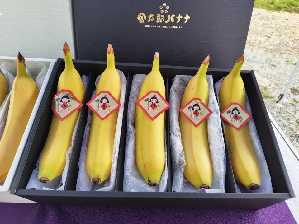 ギフト】農薬不使用金太郎バナナ＜プレミアム・スペシャル＞皮まで食べ