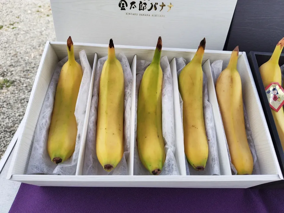 【ギフト】農薬不使用金太郎バナナ＜プレミアム・スペシャル＞皮まで食べられる神奈川県産グロスミッシェル
