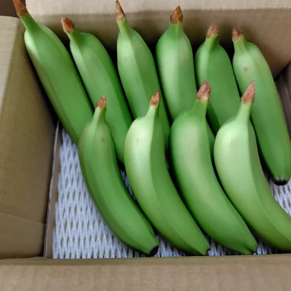農薬不使用で皮まで食べられる金太郎バナナ＜青バナナ＞神奈川県産