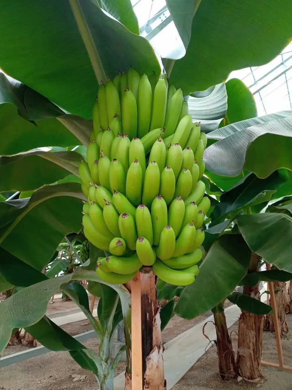 農薬不使用で皮まで食べられる金太郎バナナ＜青バナナ＞神奈川県産