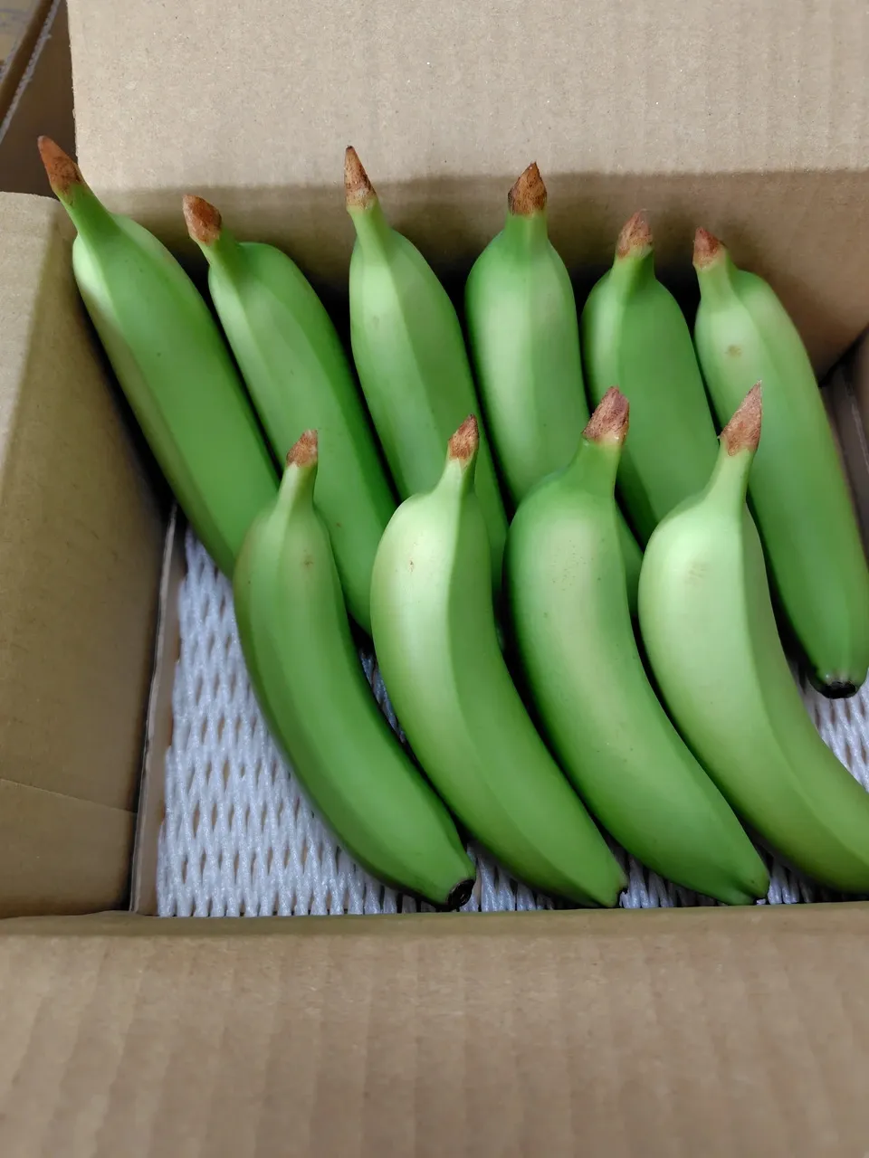 農薬不使用で皮まで食べられる金太郎バナナ＜青バナナ＞神奈川県産