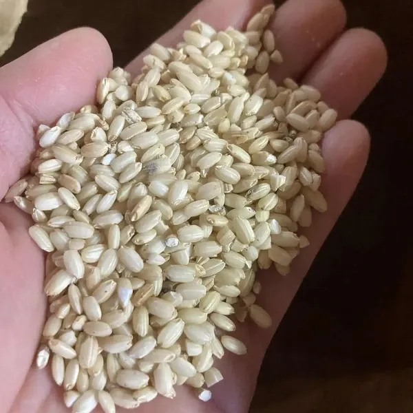 送料一律600円】農薬・化学肥料不使用 自然栽培＜令和7年産 天日干し