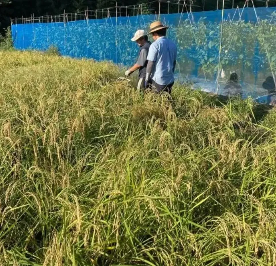 送料一律600円】農薬・化学肥料不使用 自然栽培＜令和7年産 天日干し