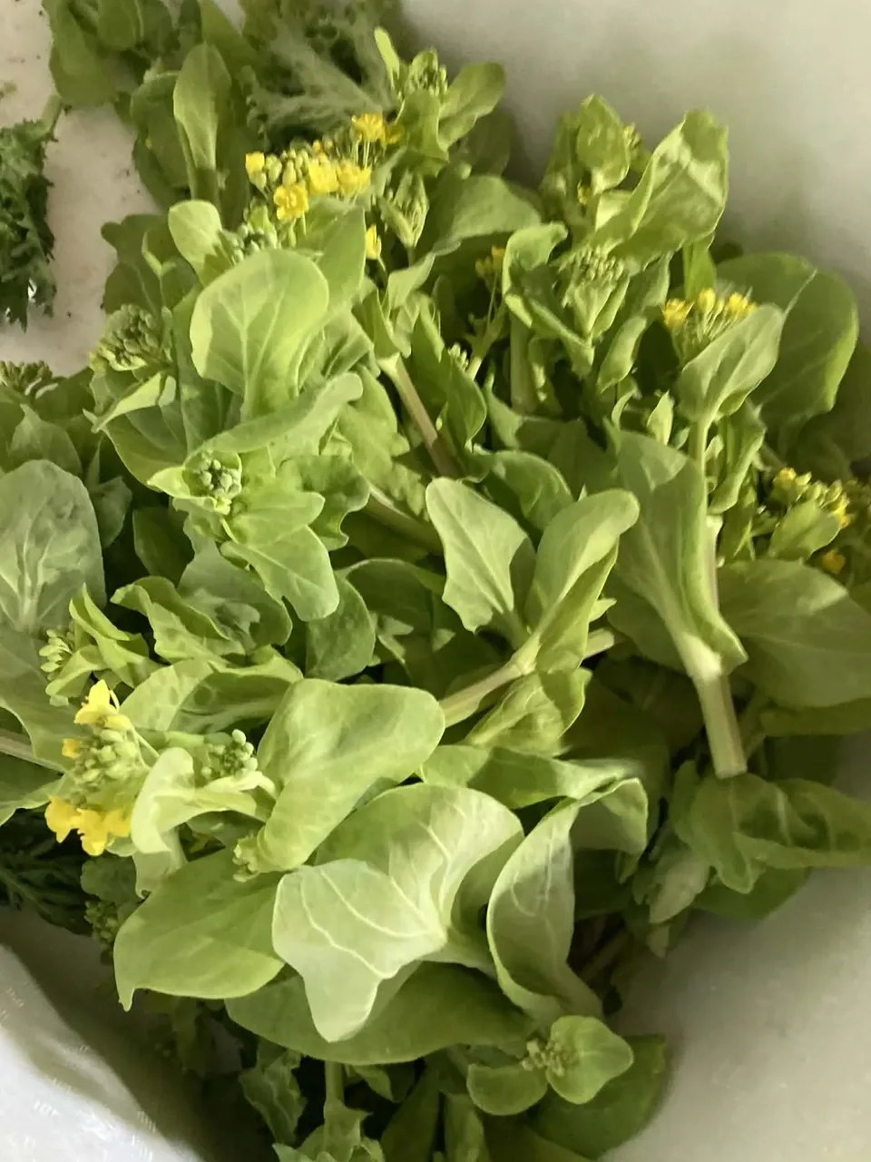 【レターパック配送・送料一律600円】春の味覚☆菜の花いろいろ、詰め合わせ