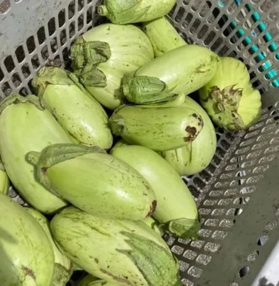 農薬・化学肥料不使用、自然栽培【とろ~り翡翠茄子】
