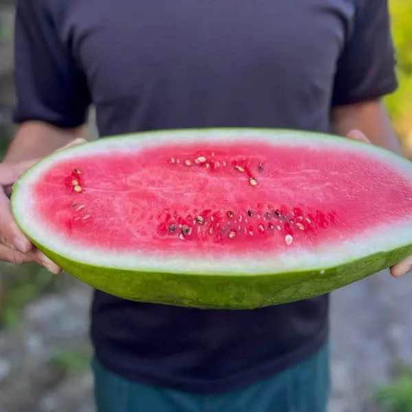 鹿児島坊津の伝統野菜＜寝太郎スイカ＞自然栽培の濃厚な甘みと旨みが