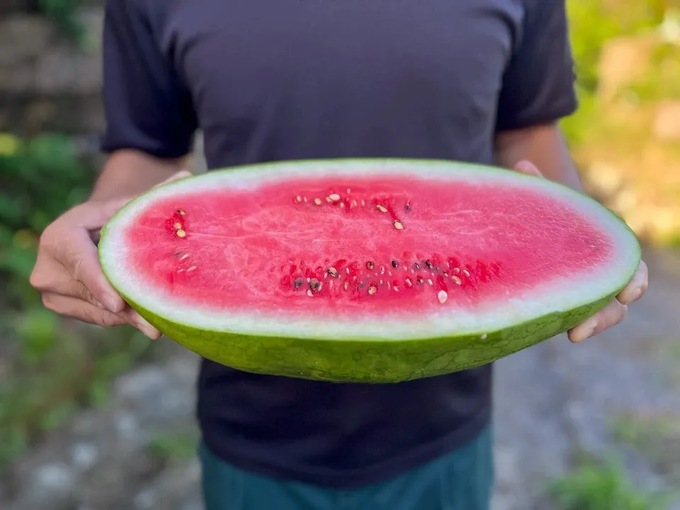 鹿児島坊津の伝統野菜＜寝太郎スイカ＞自然栽培の濃厚な甘みと旨みが