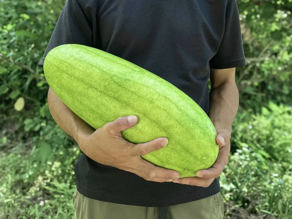 鹿児島坊津の伝統野菜<寝太郎スイカ>自然栽培の濃厚な甘みと旨みが広がる夏のごちそう