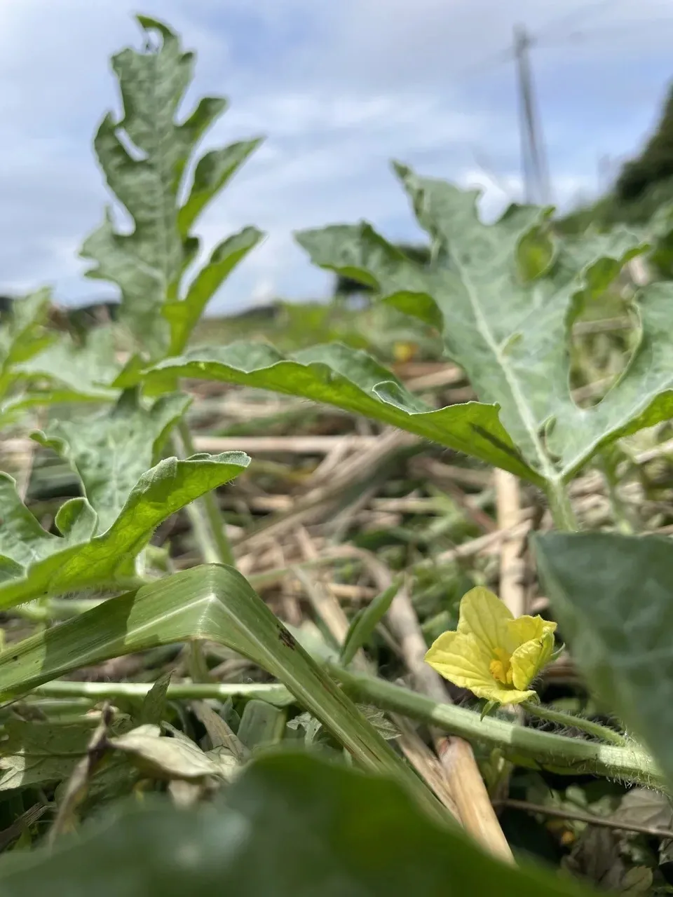 鹿児島坊津の伝統野菜<寝太郎スイカ>自然栽培の濃厚な甘みと旨みが広がる夏のごちそう