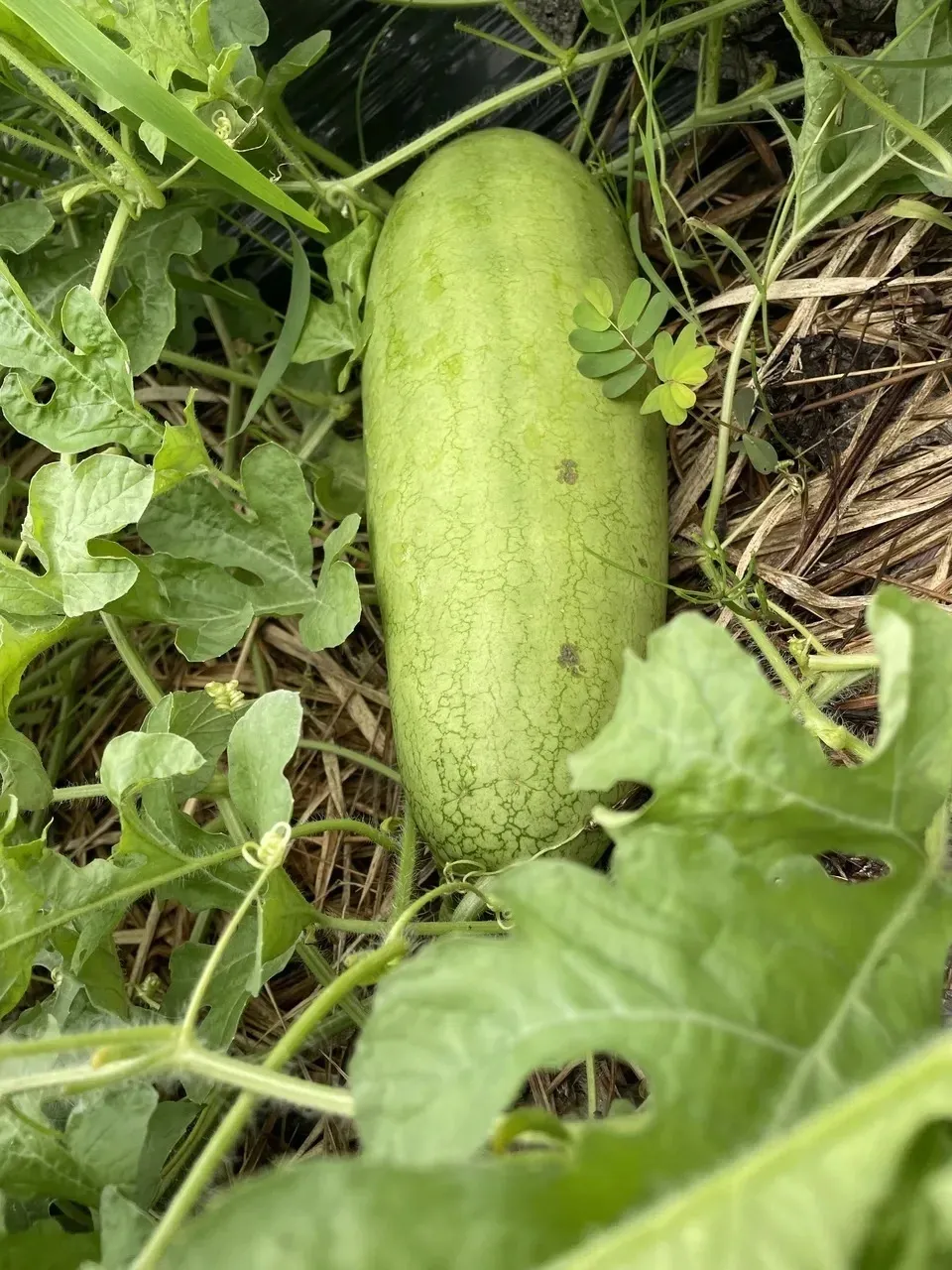 鹿児島坊津の伝統野菜<寝太郎スイカ>自然栽培の濃厚な甘みと旨みが広がる夏のごちそう