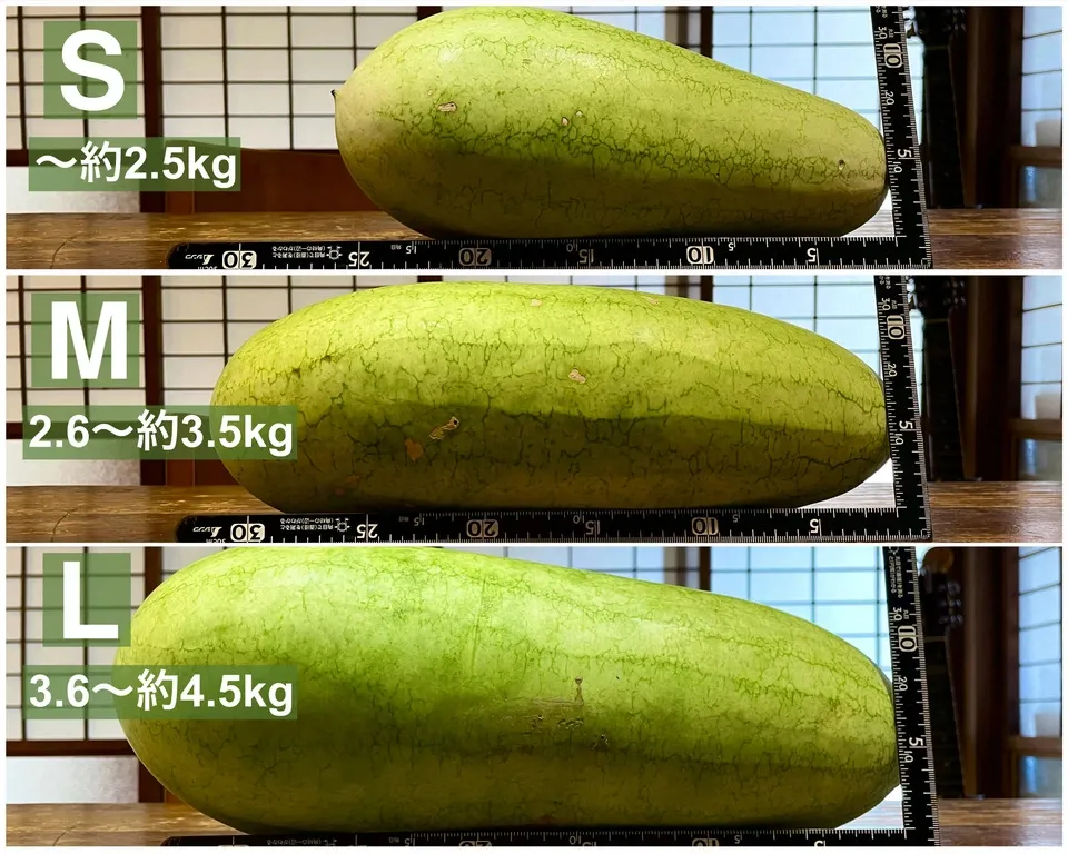 鹿児島坊津の伝統野菜<寝太郎スイカ>自然栽培の濃厚な甘みと旨みが広がる夏のごちそう