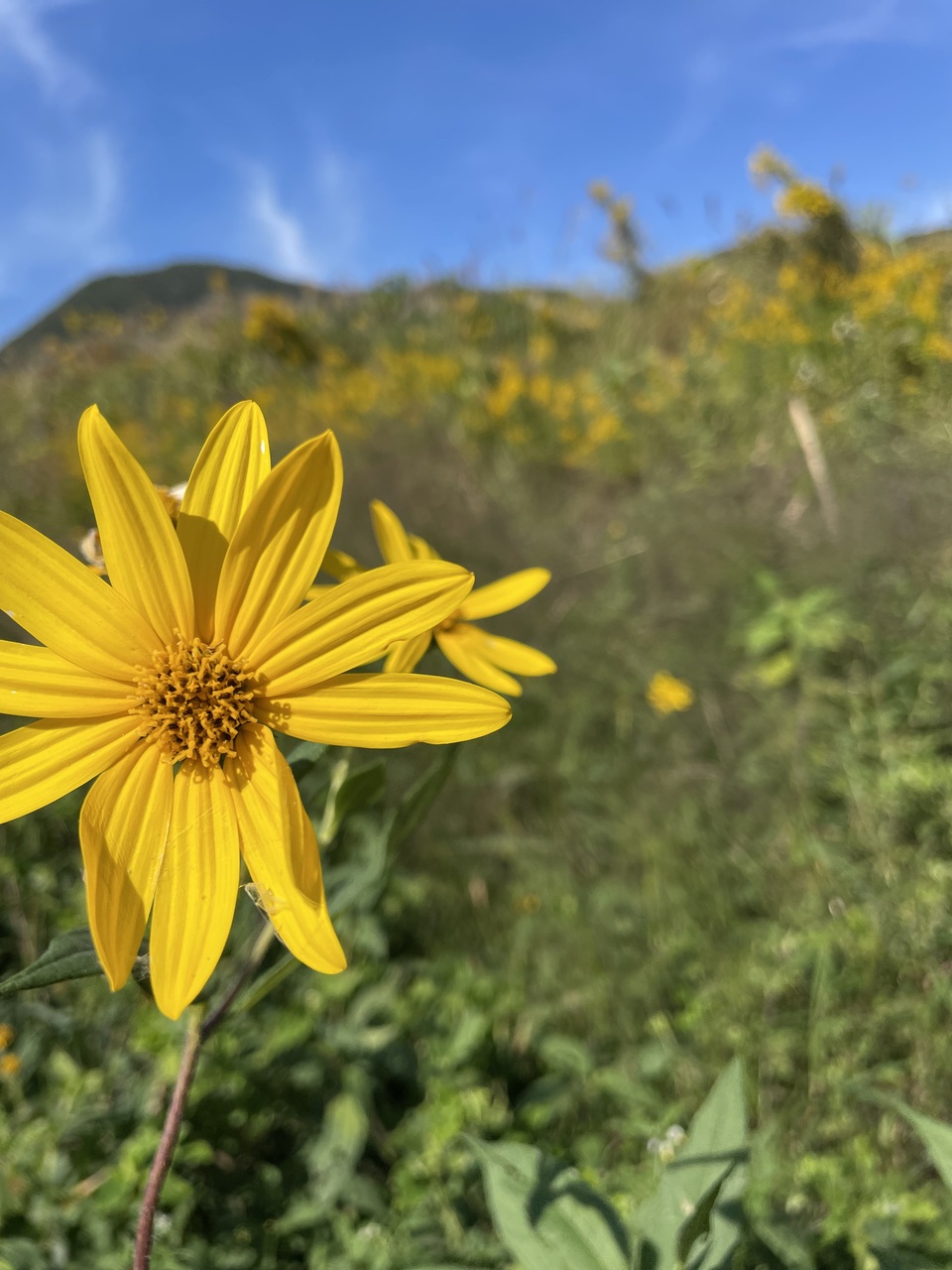 菊芋20kg+α　化学肥料使用なし　農薬使用なし 菊芋(キクイモ）農薬・化学肥料不使用 1.5kg ☆数量限定：群馬県産の白
