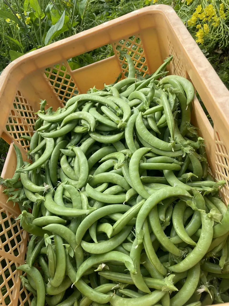 鹿児島坊津で農薬・肥料不使用<自然栽培のスナップエンドウ>甘い春の味