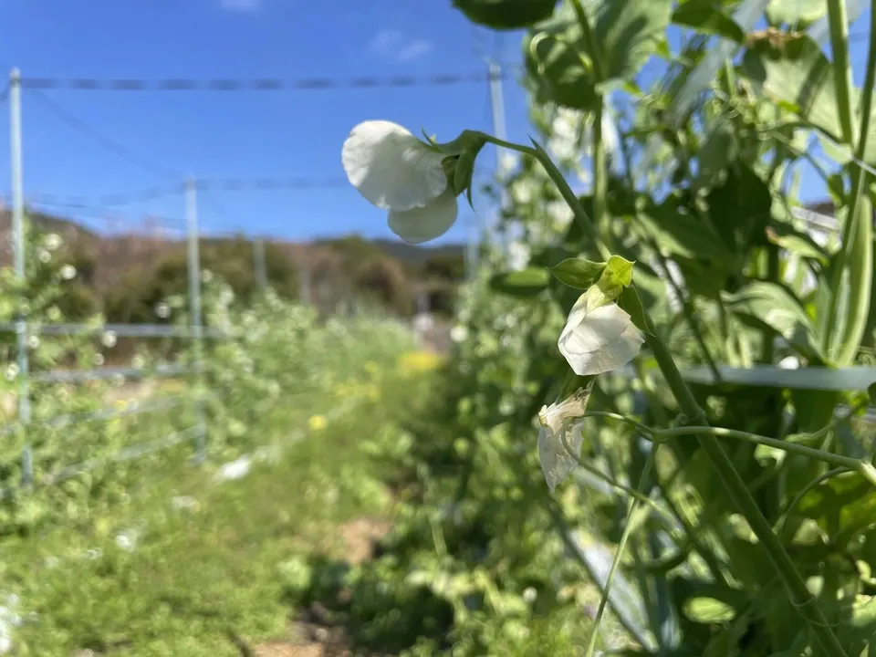 鹿児島坊津で農薬・肥料不使用<自然栽培のスナップエンドウ>甘い春の味