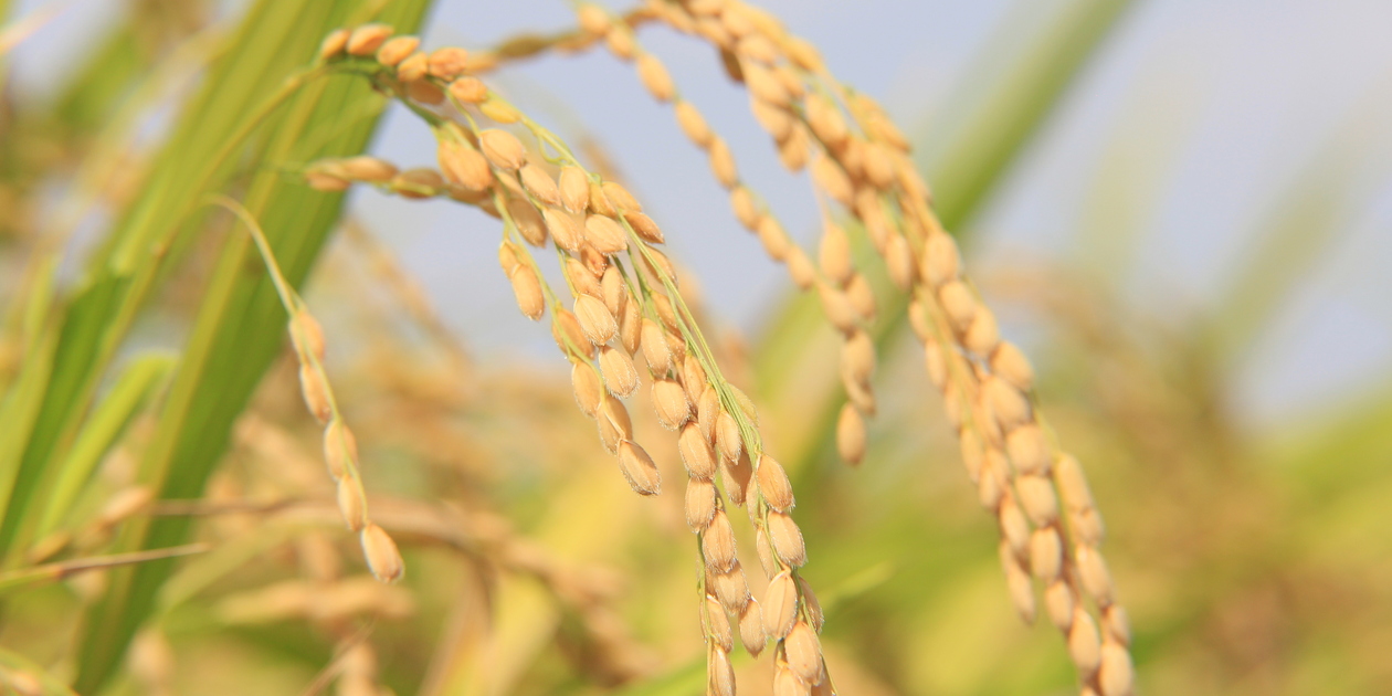農家直送の無農薬玄米 - たべるとくらすと