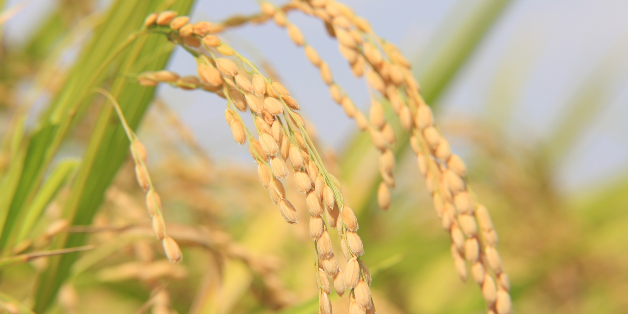 無農薬の朝日米｜農家直送・噛むほど旨み - たべるとくらすと