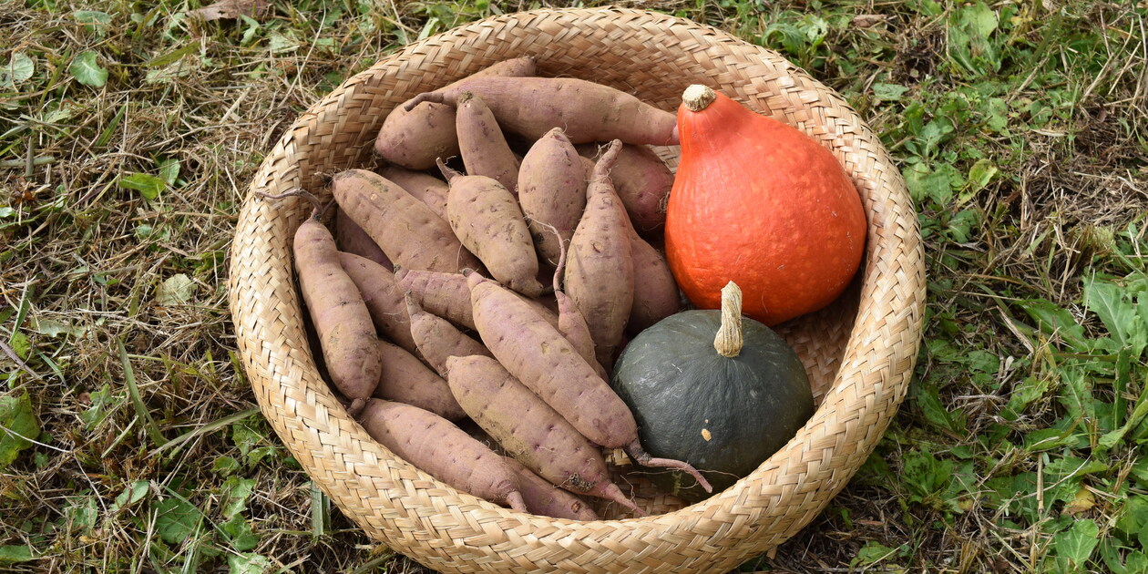 無農薬さつまいも｜自然栽培・産地直送｜たべるとくらすと - たべると