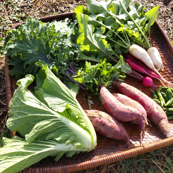 たべるとくらすとの商品一覧 - たべるとくらすと