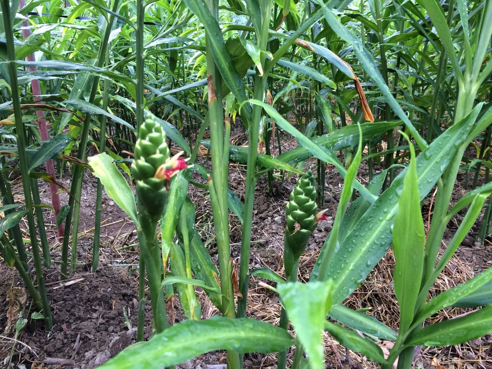 旬の味わいをそのままに＜新生姜＞栽培期間中農薬不使用・香り爽やかな