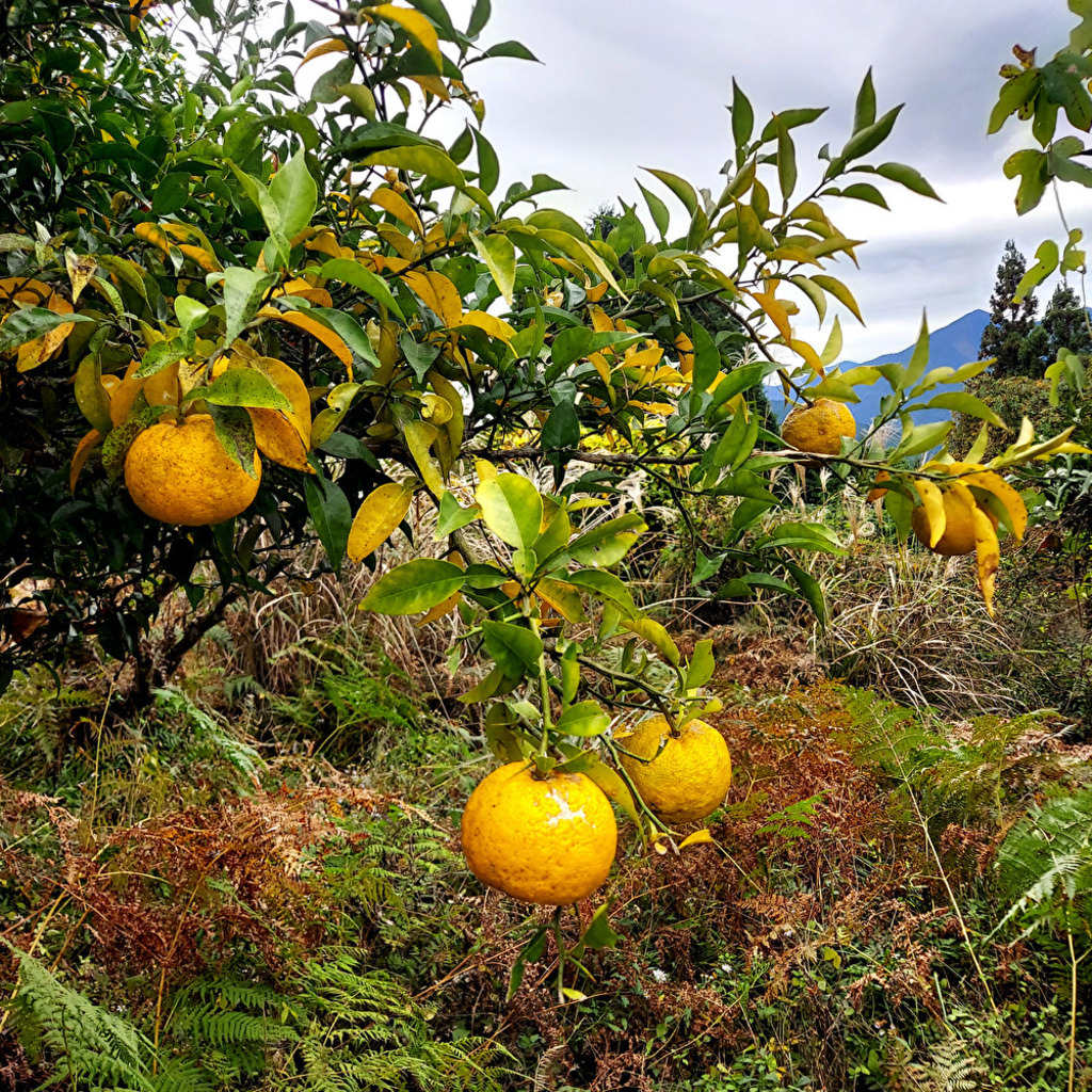 高知県産＜ゆず 加工用＞農薬・化学肥料不使用 高知ゆめ農園 (高知県産