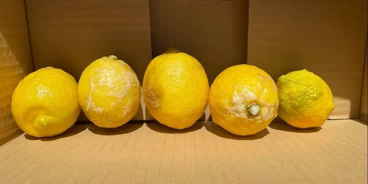 無農薬レモン｜国産・農家直送｜たべるとくらすと - たべるとくらすと